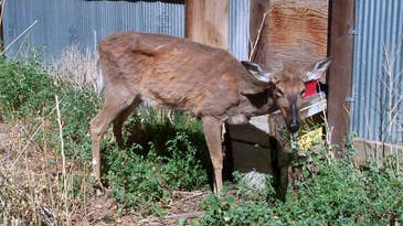 Chronic Wasting Disease Spreads in Ohio