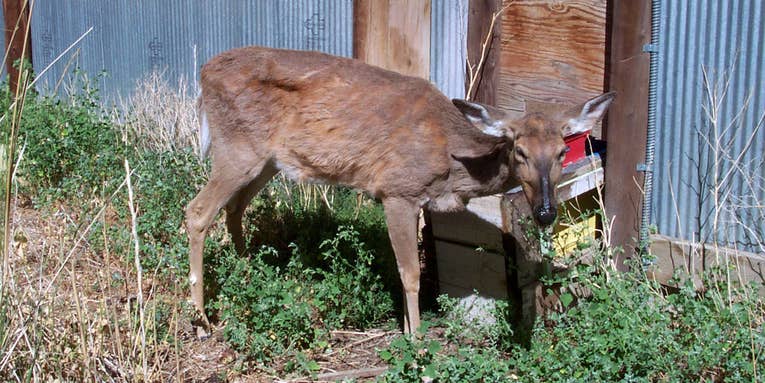 Chronic Wasting Disease Spreads in Ohio