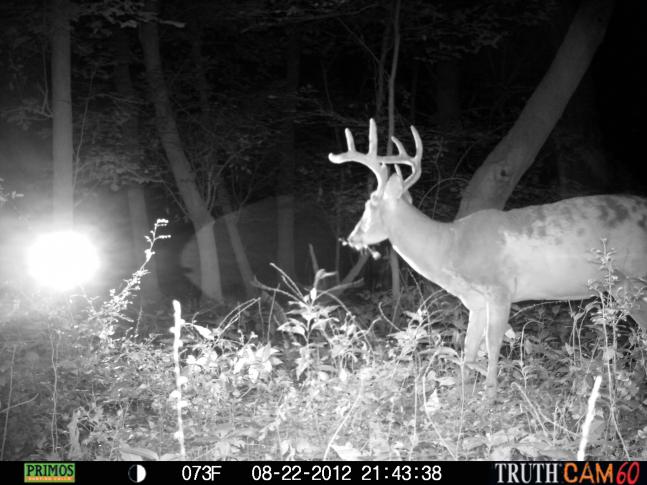 I set up a large bait pile of corn. I placed one trail camera on a photo set, on a tree and the other trail camera on a video set, on another tree. Both cameras are facing the same bait pile. You are a witness to a trail camera light videoing this large eight point piebald buck. The red video light does not bother the deer. Bears are more spooked by the video light then deer.