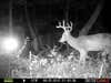 I set up a large bait pile of corn. I placed one trail camera on a photo set, on a tree and the other trail camera on a video set, on another tree. Both cameras are facing the same bait pile. You are a witness to a trail camera light videoing this large eight point piebald buck. The red video light does not bother the deer. Bears are more spooked by the video light then deer.