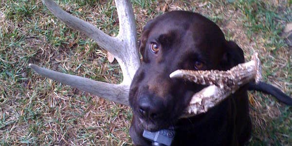Training Your Dog to Find Shed Antlers
