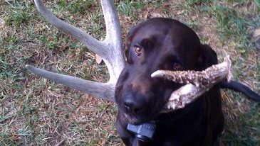 Training Your Dog to Find Shed Antlers