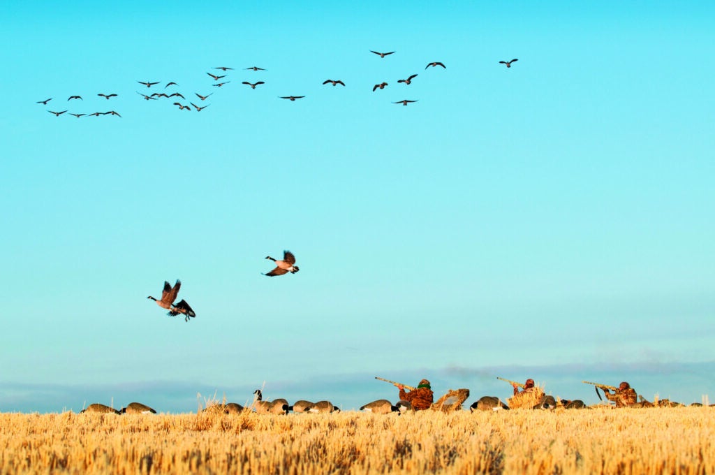 These Canada geese flew in at dawn, exactly when Mike Towler (left) expected after he'd scouted this field for weeks. He and his hunting buddies divide Idaho Falls into regions each year and plan hunts based on their findings. "It's each person's responsibility to find geese, know what time they're coming in, find who owns the property, and get permission," says Towler. The effort paid off when everyone limited out in an hour and a half and even got a few snow geese. "The right decoys, equipment, and scouting made for a really good day of hunting," he says. "It doesn't get much better."<br />
<strong>Location:</strong> Roberts, Idaho<br />
<strong>Issue:</strong> October, 2010<br />
<em>Photo by James Nelson</em>