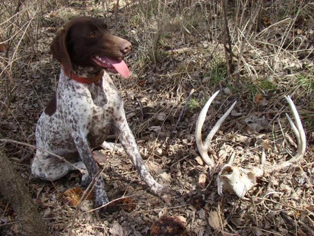 Jill the German Shorthaired Pointer and I went hunting for sheds this morning. As we walked along the downwind side of a thick hedgerow she suddenly acted birdy. We crawled into the brush and found scattered bones and this skull. Turned out to be a 10 pt buck with 1 G-2 point broken off. We also found 1 small fresh looking shed.