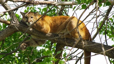 Study Finds High Annual Mortality Rates for Mountain Lions