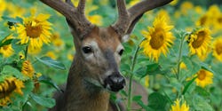 Hunt Like a Pro: Three Expert Deer Hunters Share Their Secrets