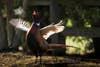 Photographer Tim Christie caught this ringneck pheasant rooster mid-crow and at the very moment its breath hit the 20-degree air one early May morning. "The roosters do this weird dance, stretching their necks and flapping their wings in a display for the hens," says Christie. "I was just trying to keep his head in focus because it was in constant motion." He didn't notice the vapor cloud until he reviewed the images later. There is a very small pheasant population in Idaho, and Christie spends many mornings looking for them. "I've shot hundreds of thousands of wildlife photographs, and this is one that I'm really proud of."<br />
<strong>Location:</strong> Coeur D'Alene, Idaho<br />
<strong>Issue:</strong> November, 2011<br />
<em>Photo by Tim Christie</em>