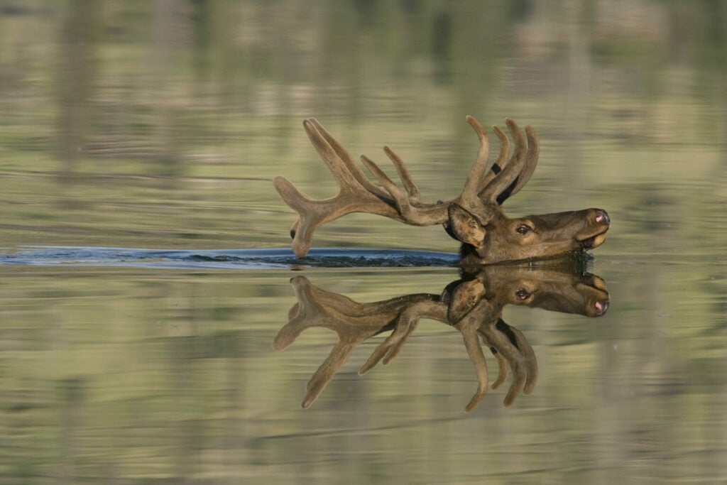 This bull elk swam through Talbot Lake in Alberta in mid July while photographer Donald M. Jones and his son, Luke, were fishing for pike from shore. "I'd gotten my camera to take pictures of white crown sparrows, but then I heard this sound," says Jones. "It was a deep blowing, like the sound a whale makes--but it turned out to be the breathing of the elk." The 6x6 bull came within 40 yards, then spooked and swam to a spit of land. The elk's antlers, though rounded and in velvet, were at their full size.<br />
<strong>Location</strong>: Western Alberta<br />
<strong>Issue</strong>: July 2009