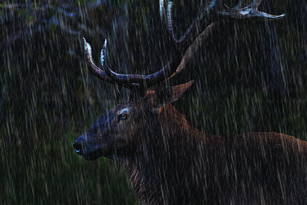 This 5x5 bull elk stood still, mesmerized by a coyote drinking from its wallow, as a wintry mix of rain and snow brought on by the first cold front of the season fell on the Missouri River Breaks in late September. "It was 80 or 90 degrees only days earlier," says photographer Tim Irwin, who captured the scene from 25 feet away in a blind he'd set up near the big mud puddle. "In that kind of heat, this bull would climb in, cover himself in mud and waste, and get really musky to control the bugs." Irwin was close enough to smell the results.<br />
"This bull never knew I was there, and the coyote didn't seem to notice the elk was watching," Irwin says. "Even if he had, there wouldn't have been any confrontation. We're talking about a 40-pound animal going up against a 1,000- to 1,200-pound animal."<br />
<strong>Location:</strong> Charles M. Russell National Wildlife Refuge, Montana<br />
<strong>Issue:</strong> September, 2012<br />
<em>Photo by Tim Irwin</em>