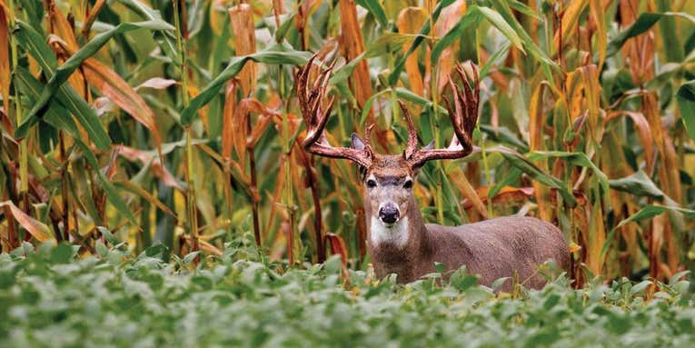 Four Tips for Killing a 200-Inch Monster Deer