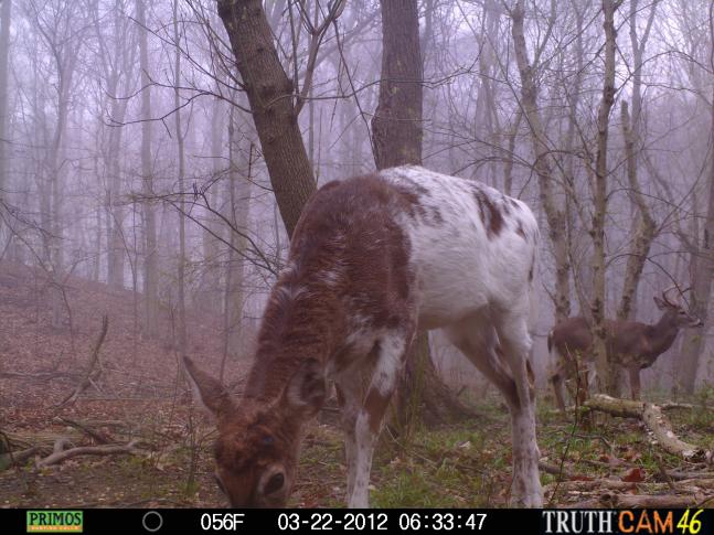 The fog is neat and it reminds me of all those foggy mornings deer hunting. I named this piebald Whitey and his dropped his eight point antlers in the middle of February. The young seven point buck in the background is still carrying his antlers and it is March 22nd. They both should be big bruiser bucks this coming fall.