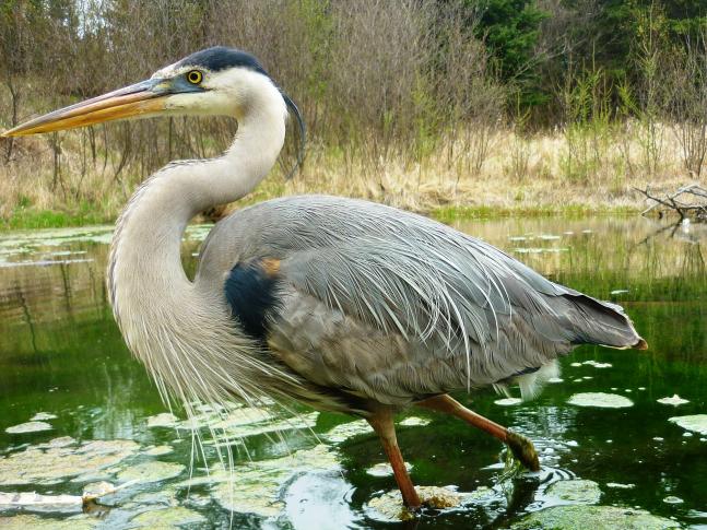 This camera is mounted to a stake pounded into the bed of a spring- fed pond and this Great Blue Heron waded by it.