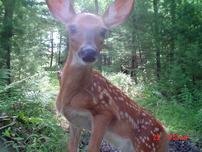 this was one of my very first trail cam pics here