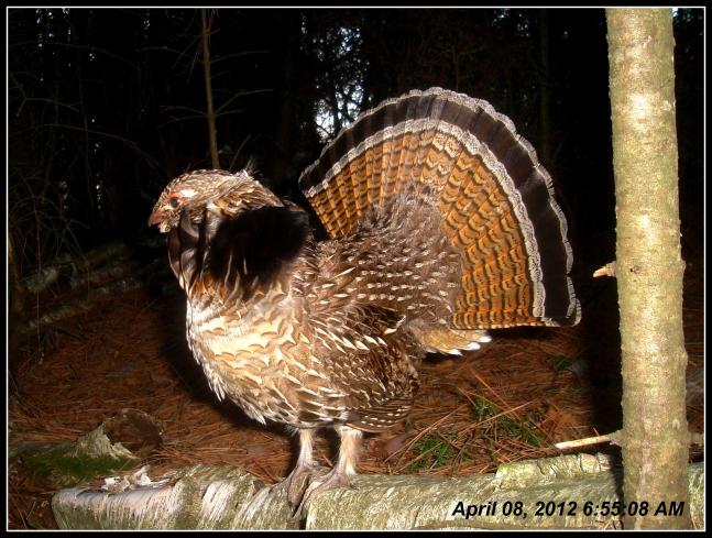 With an early spring here in northern Minnesota, I anticipated the grouse would start drumming early. I blindly set up on a drumming log I had located last year, using a homemade 6mp trail camera and much to my amazement this was the very first picture on the memory stick!