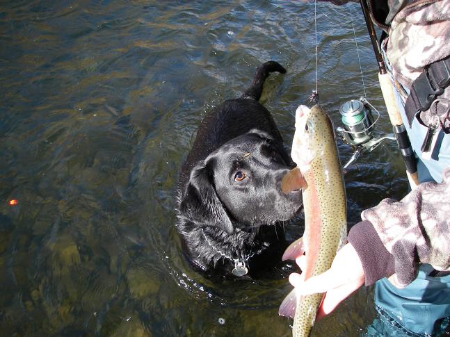 Nice day fishing for steelhead using jig and bobber method when a nice Deschutes redside rainbow ate my black jig. Fish was released unharmed to fight another day. Photo by Justin Hanson.