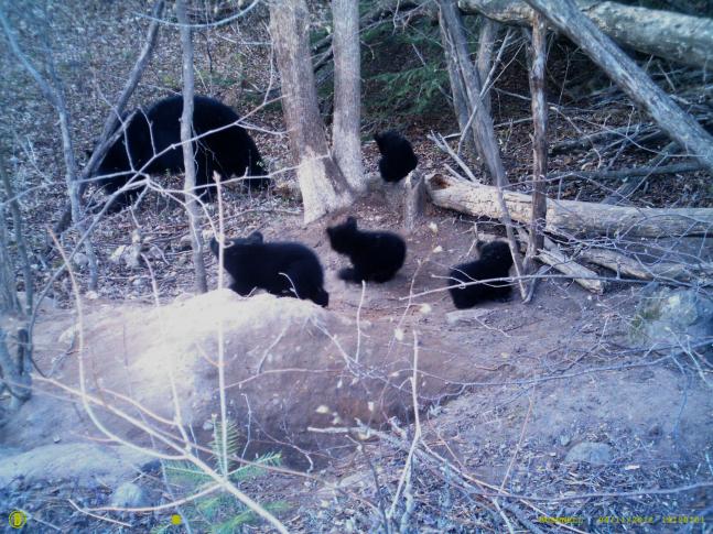 Photo taken with Busnell trail cam of a mom and 4 cubs by their den. Den is located only 200 yards from our house, great viewing opportumities!