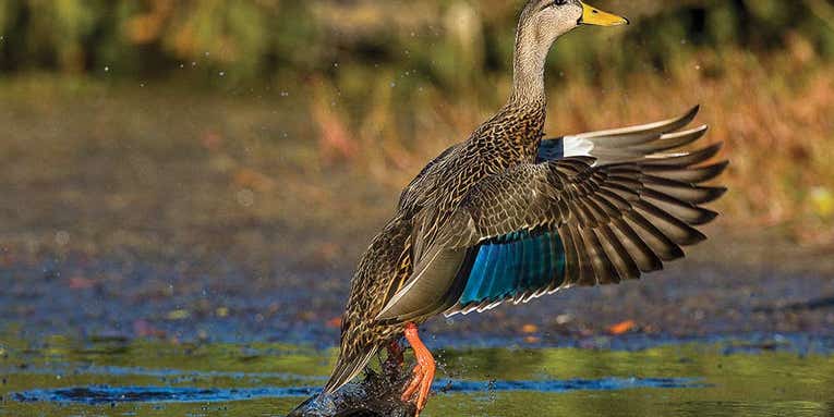 Birds of Paradise: Where to Hunt Mottled Ducks in Florida