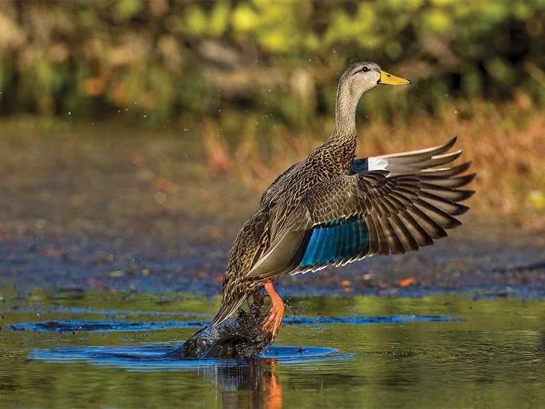 <em><strong>Liftof</strong>: A mottled duck takes flight in South Florida.</em>