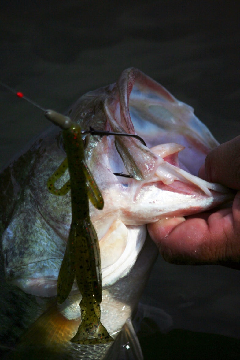 <strong>Earlier Largemouth Spawn</strong> Since bucketmouths typically begin spawning when the water temperature hits 65 degrees, expect an earlier spawn than normal this year. Across much the South, it's happening right now--and done with in the Deep South. The solution? Plan on sight-fishing--it's the ticket during the spawn when water clarity allows. Largemouths can require a little finesse when they're on the bed, especially on pressured waters. A Texas-rigged lizard is the classic bait, but many sight-fishermen opt for pink, white, and other gaudy-colored tubes and creature baits. You're not necessarily trying to get them to eat; instead, you're trying to p*** them off. Repeated casts to a bed and bumping the fish with your bait to get it riled up will often provoke a strike.