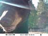 bear caught on trail camera