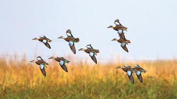 How to Set Up the Perfect Teal Hunt