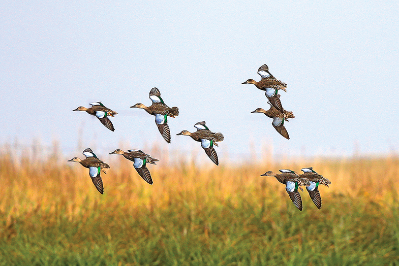 Bluewing teal hunting