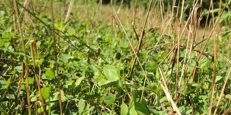 How to Kill the Grass in Your Food Plot