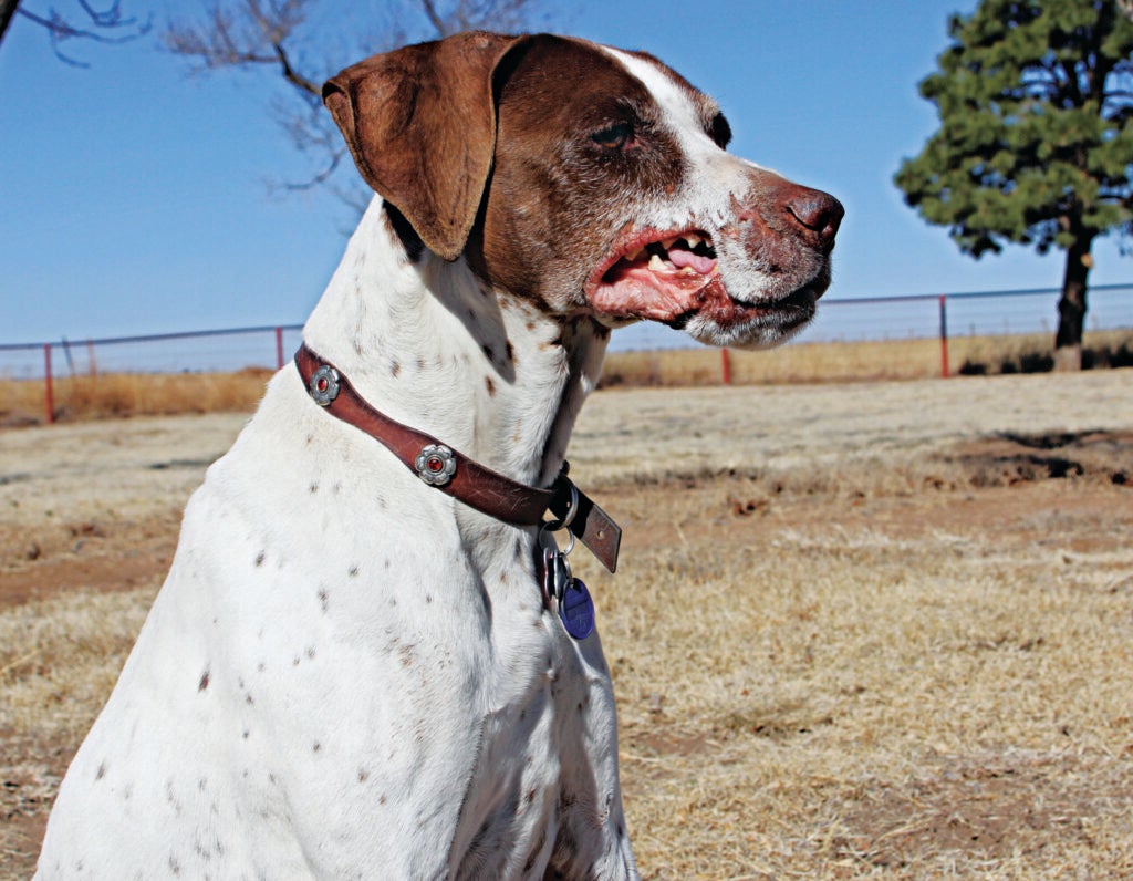 A hunting dog with a swollen and disfigured face after being bit by a rattlesnake.