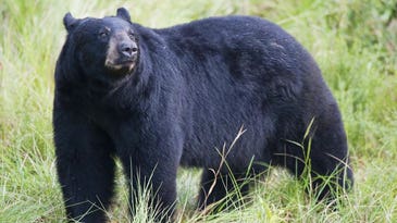 1,200 Florida Bear Hunting Permits Sold in Two Days, Tensions Escalate