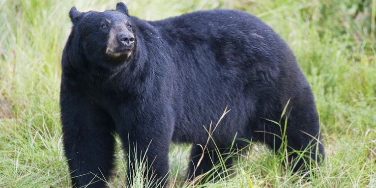 1,200 Florida Bear Hunting Permits Sold in Two Days, Tensions Escalate