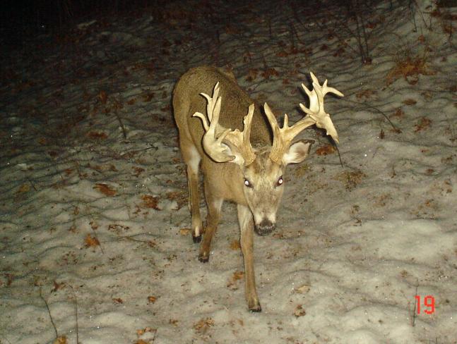 No idea on age, but this is a mature buck for sure!