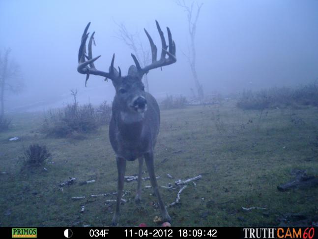 This buck was on trail cam in 2011 and was a "big buck" then but he "grew up in 2012". This photo was taken 11/7/12 on our family ranch in western ND. Notice the antlers still sheading its velvet. The deer made it through the fall hunt and was last seen on 1/5/13. Deer experts put its score at +200