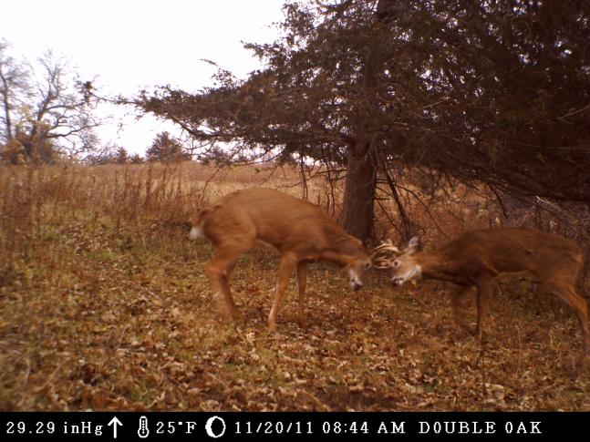 There is still some tension between the young guns after the rut is over.