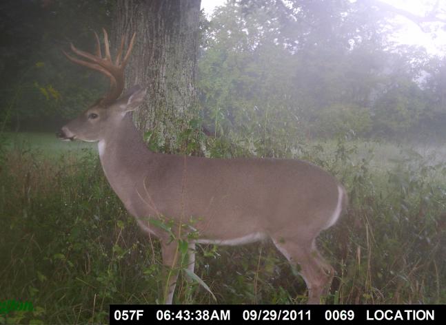 Deer was caught eating acorns under a White Oak tree in Tennessee.