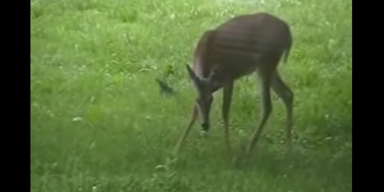 Researchers Document Deer Eating Birds