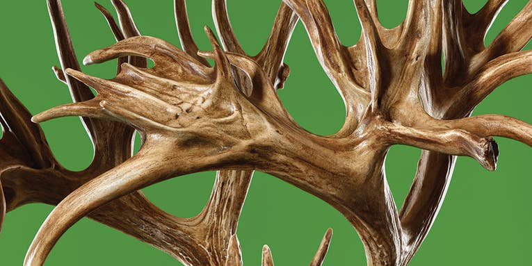 So You Want to Kill a World-Record Whitetail?