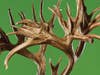 Tucker Buck world-record whitetail antlers