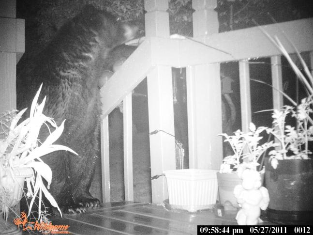 This big bear has been going around the neighborhood walking on everyone's decks. I decided to put a trail cam on the deck &amp; was lucky enough to get this picture.