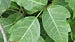 How to Treat (and Avoid) Poison Ivy and Other Toxic Plants