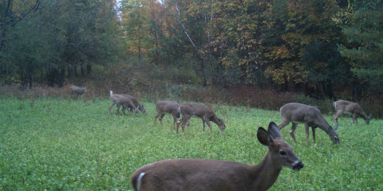 Northeast Rut Report: Action on the Rise in New York
