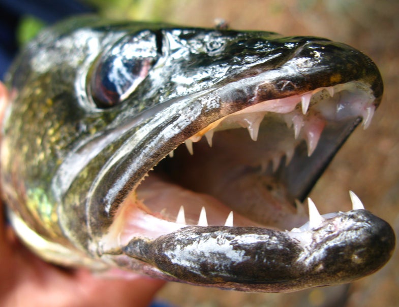 walleye; teeth; fish teeth