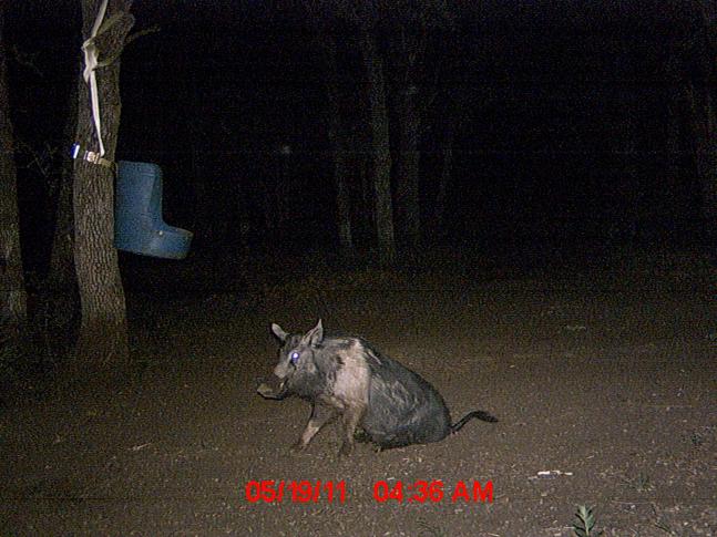 Caught this hog on a feeding binge. After two hours of feeding he laid down for nap and the moultree camera caught this picture as he woke up.