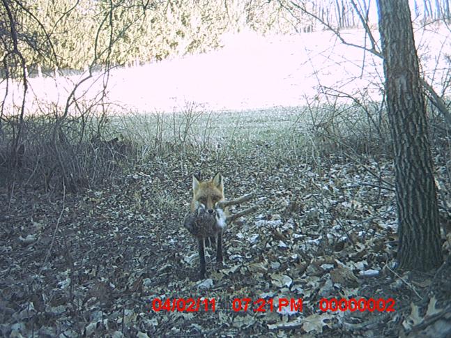 I just placed a trail cam on a heavily used trail in Southern Michigan and this fox was one of my first photos
