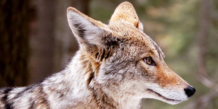 Hallucinogenic Mushrooms Possible Cause of Strange Coyote Run-Ins