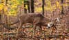 deer hunting,