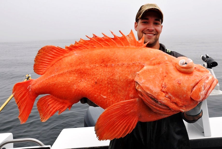 Likely IGFA All-Tackle World Record Vermilion Snapper Is About to