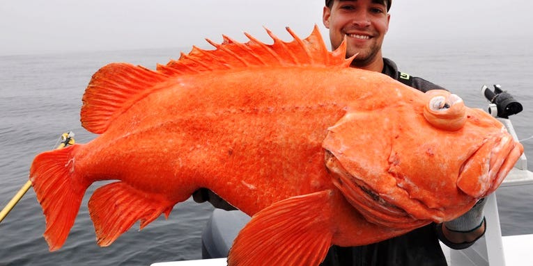 IGFA Catches: All-Tackle, Line-Class, Length, and Junior Record Fish from August 2013