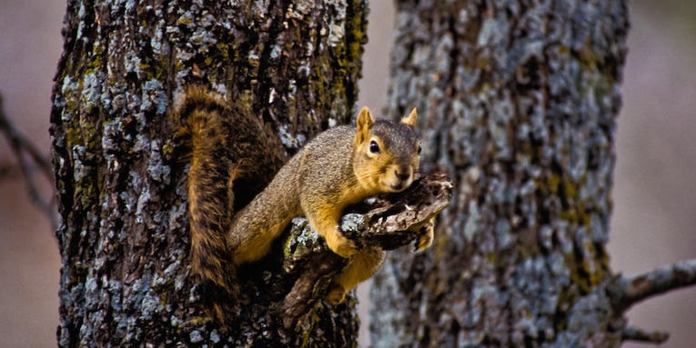 Sportsman’s Notebook: How to Make a Handy Squirrel Hauler