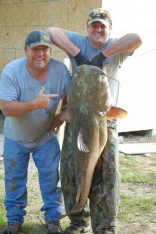 On April 10, 2011 we caught this 70 lb flathead catfish on one of our trout lines in the Big Black River in Madison County, Mississippi.