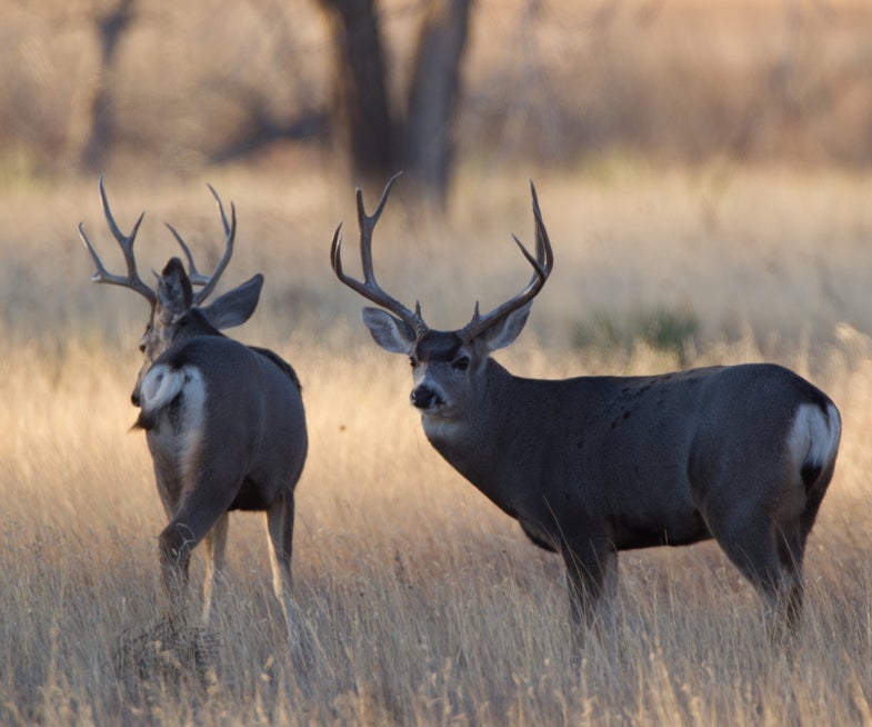 mule deer bucks